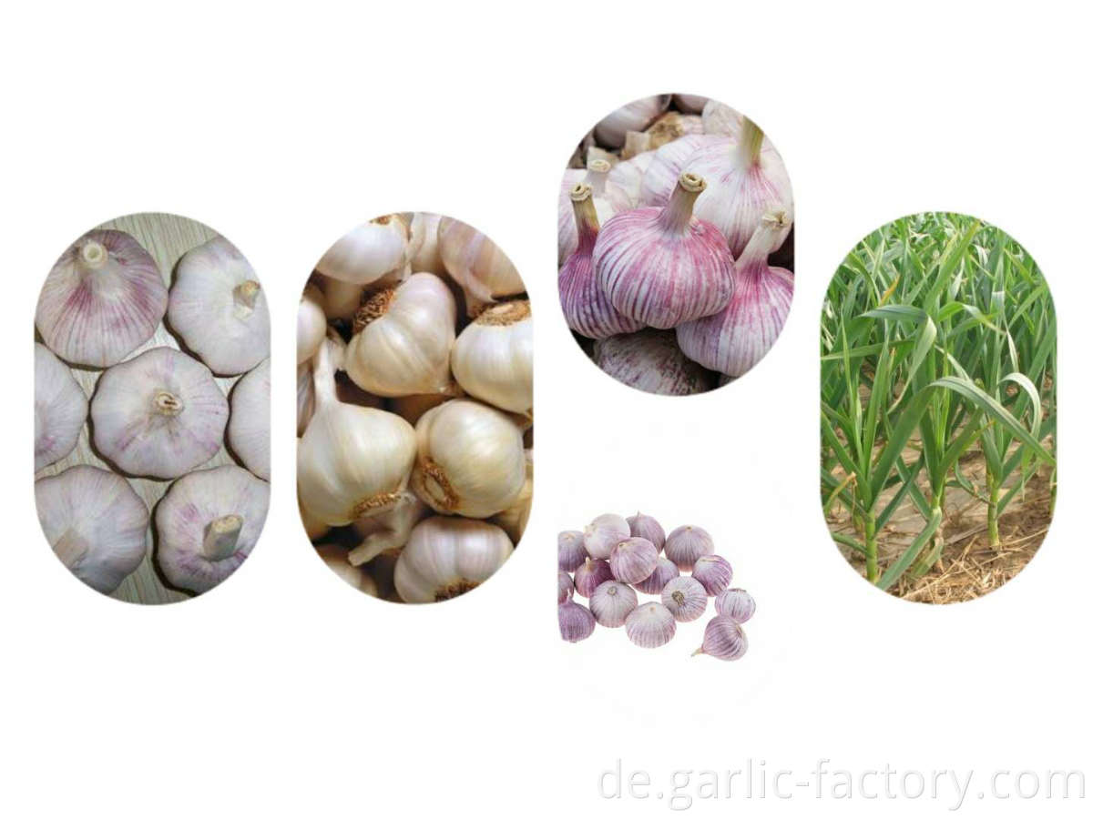 Fresh Garlic With Competitive Price